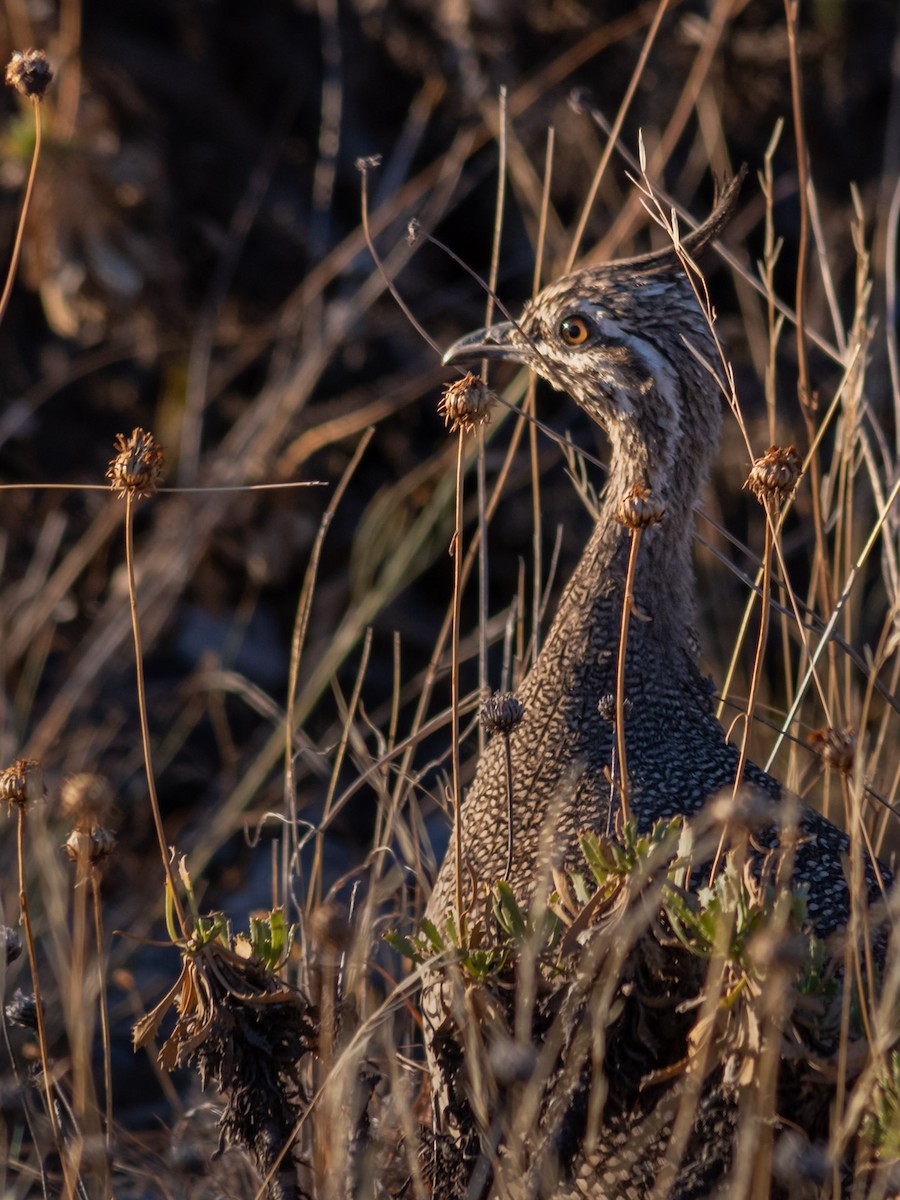 Elegant Crested-Tinamou - Ricardo Carrasco