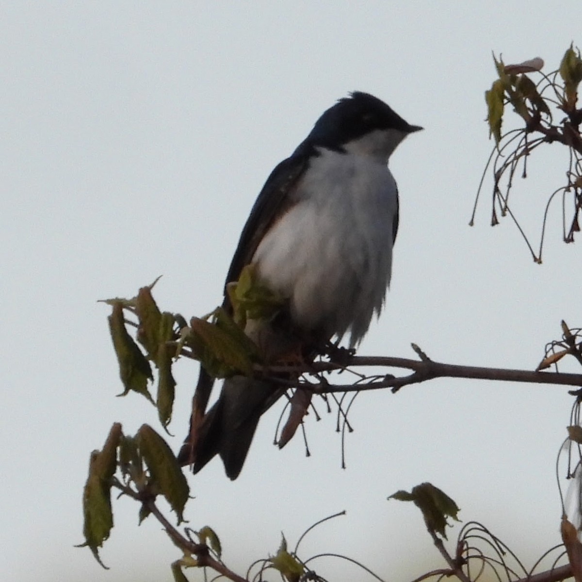 Tree Swallow - ML617900034