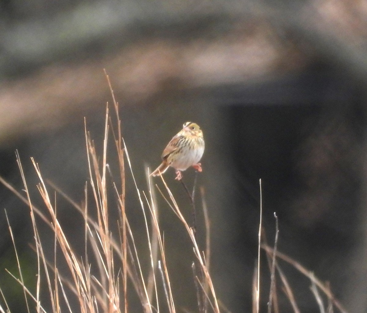 Henslow's Sparrow - Amy Lyyski