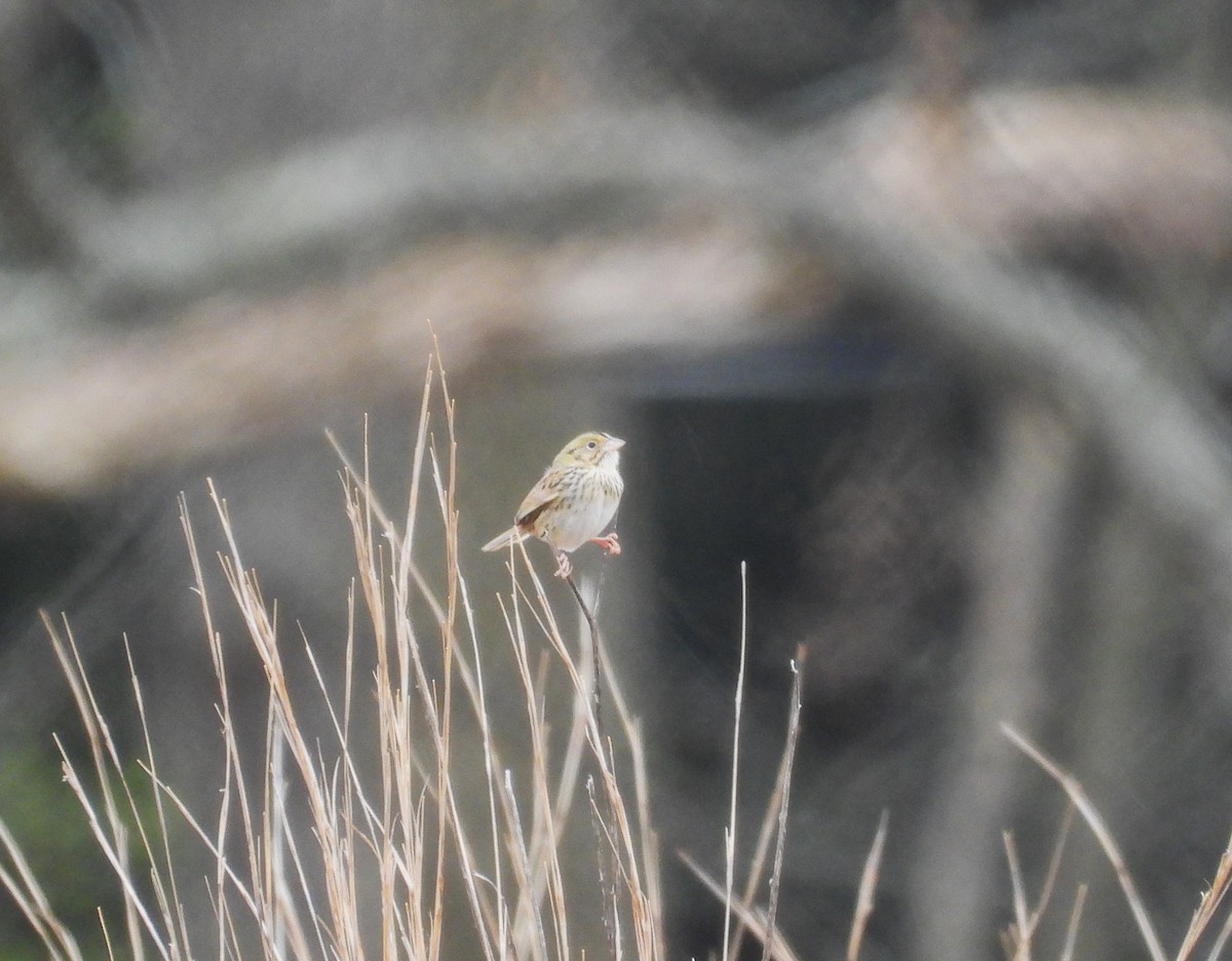 Henslow's Sparrow - Amy Lyyski