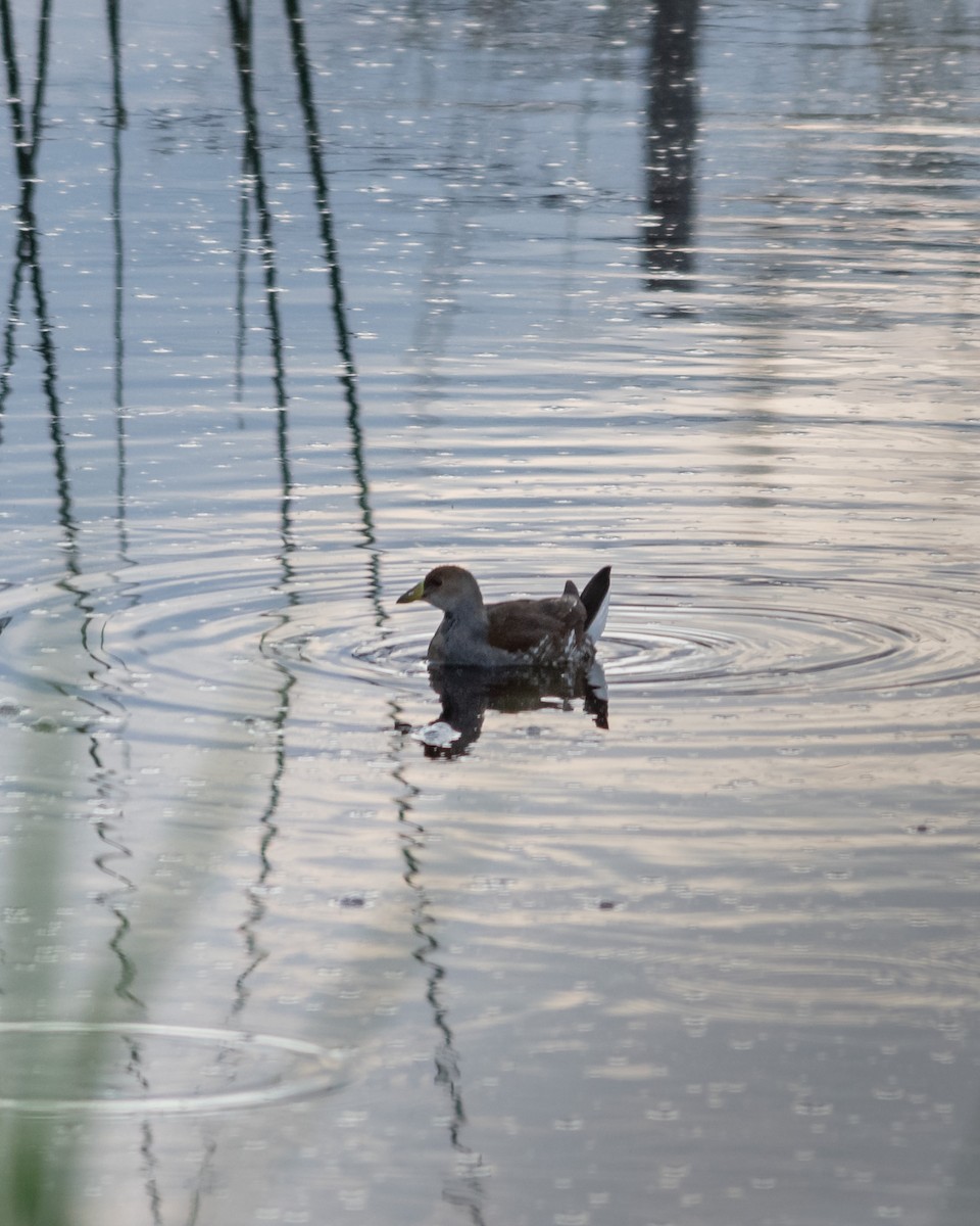 Spot-flanked Gallinule - ML617900081