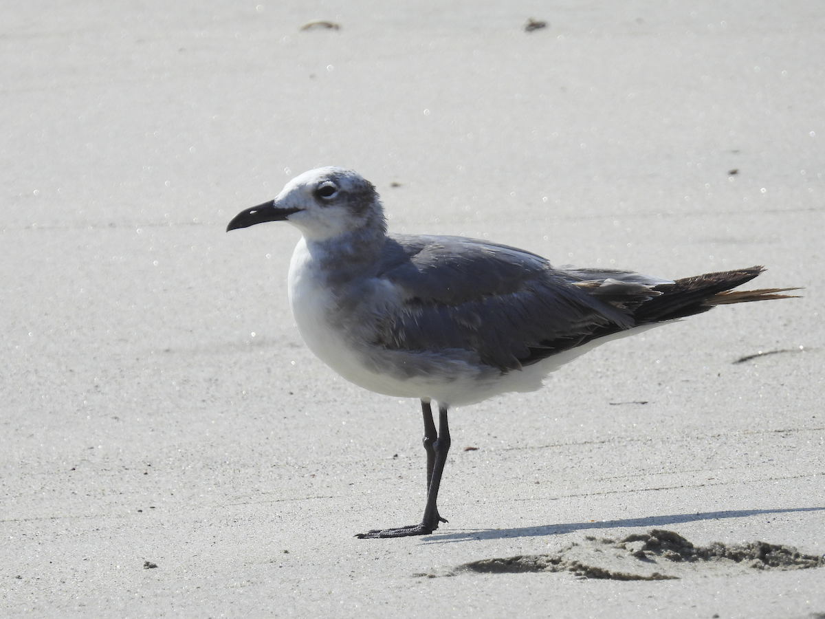 Laughing Gull - ML617900082