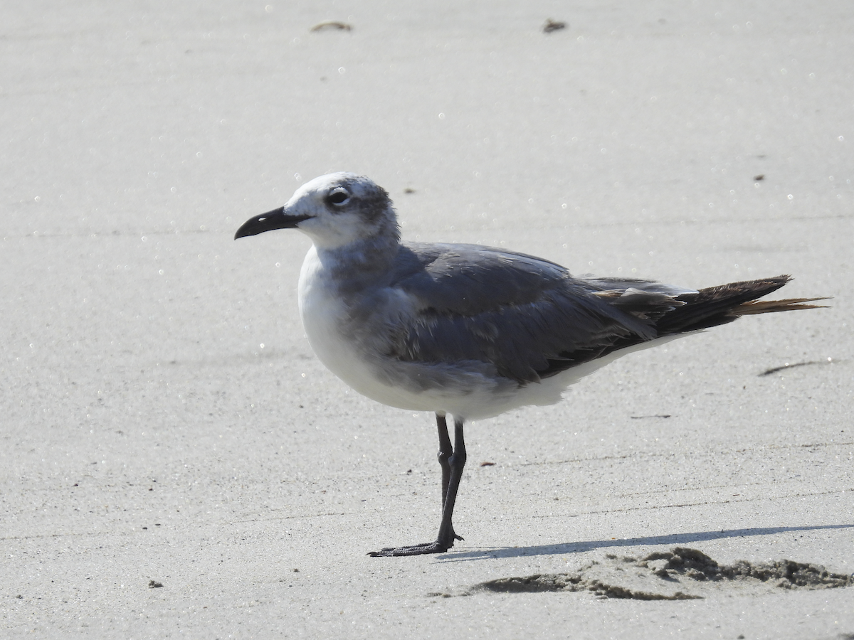 Laughing Gull - Jeanette Stone