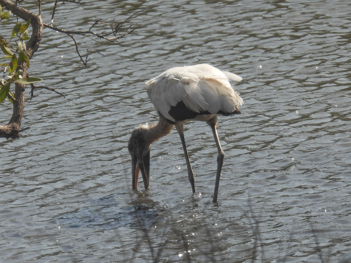 Wood Stork - ML617900093