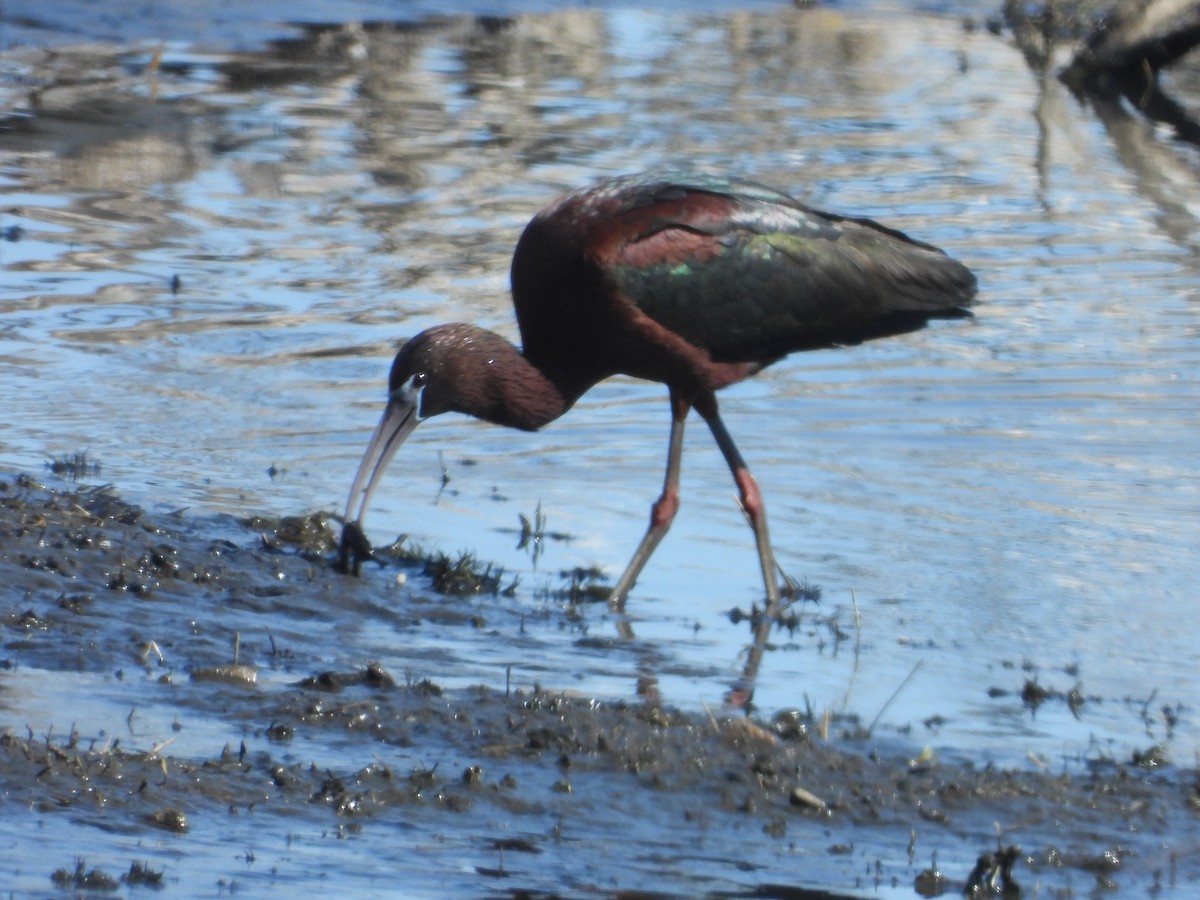 Glossy Ibis - Matthew Thompson