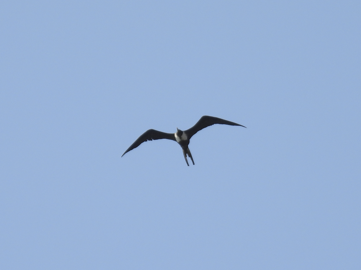 Magnificent Frigatebird - ML617900126