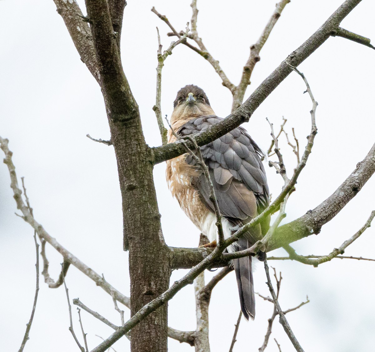 Cooper's Hawk - Ben  Valdez