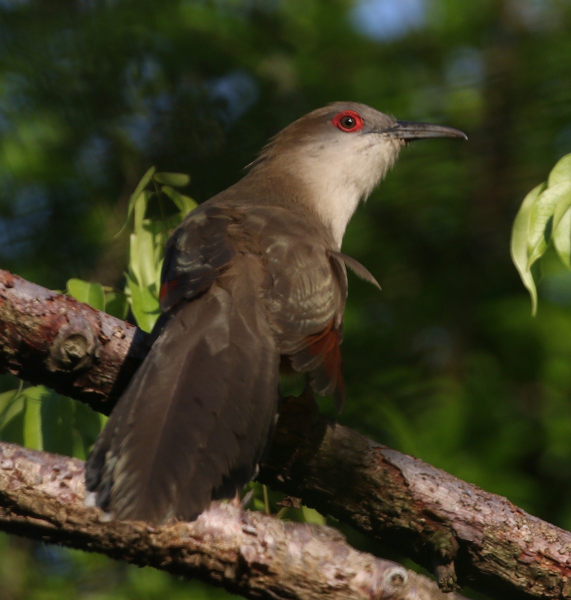 Great Lizard-Cuckoo (Cuban) - ML617900226