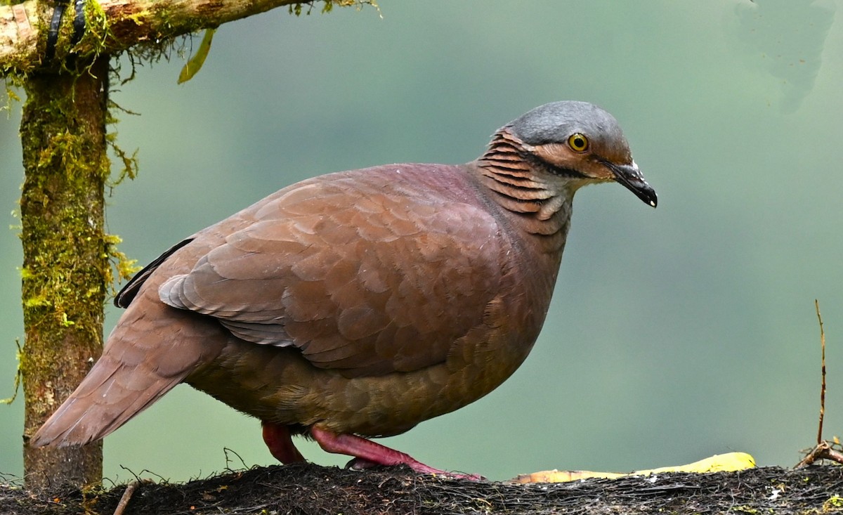 White-throated Quail-Dove - ML617900231