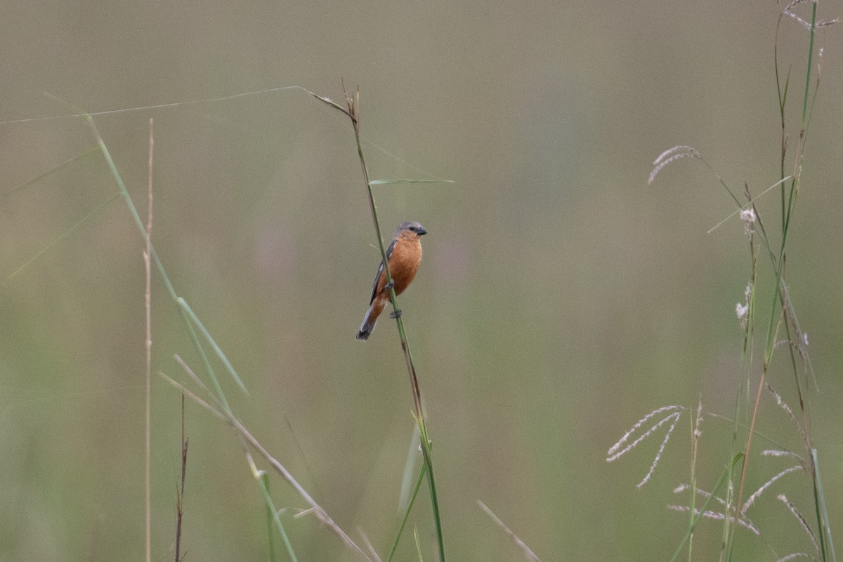 Tawny-bellied Seedeater - ML617900232