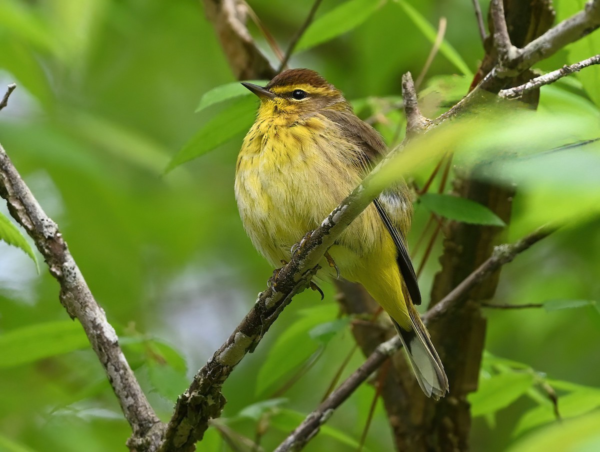 Palm Warbler - Ann Stinely