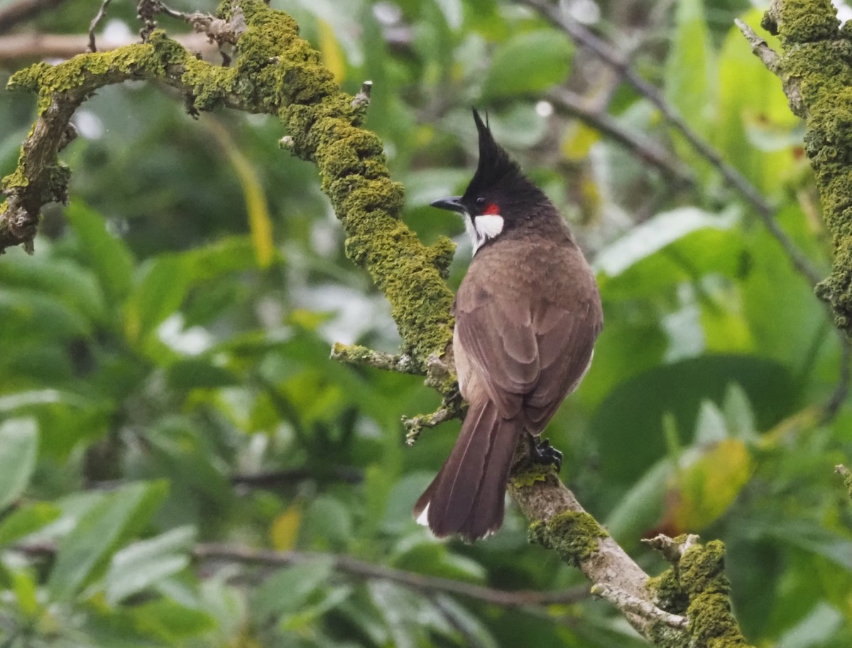 Red-whiskered Bulbul - ML617900244