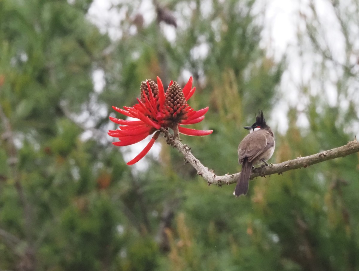 Red-whiskered Bulbul - ML617900245