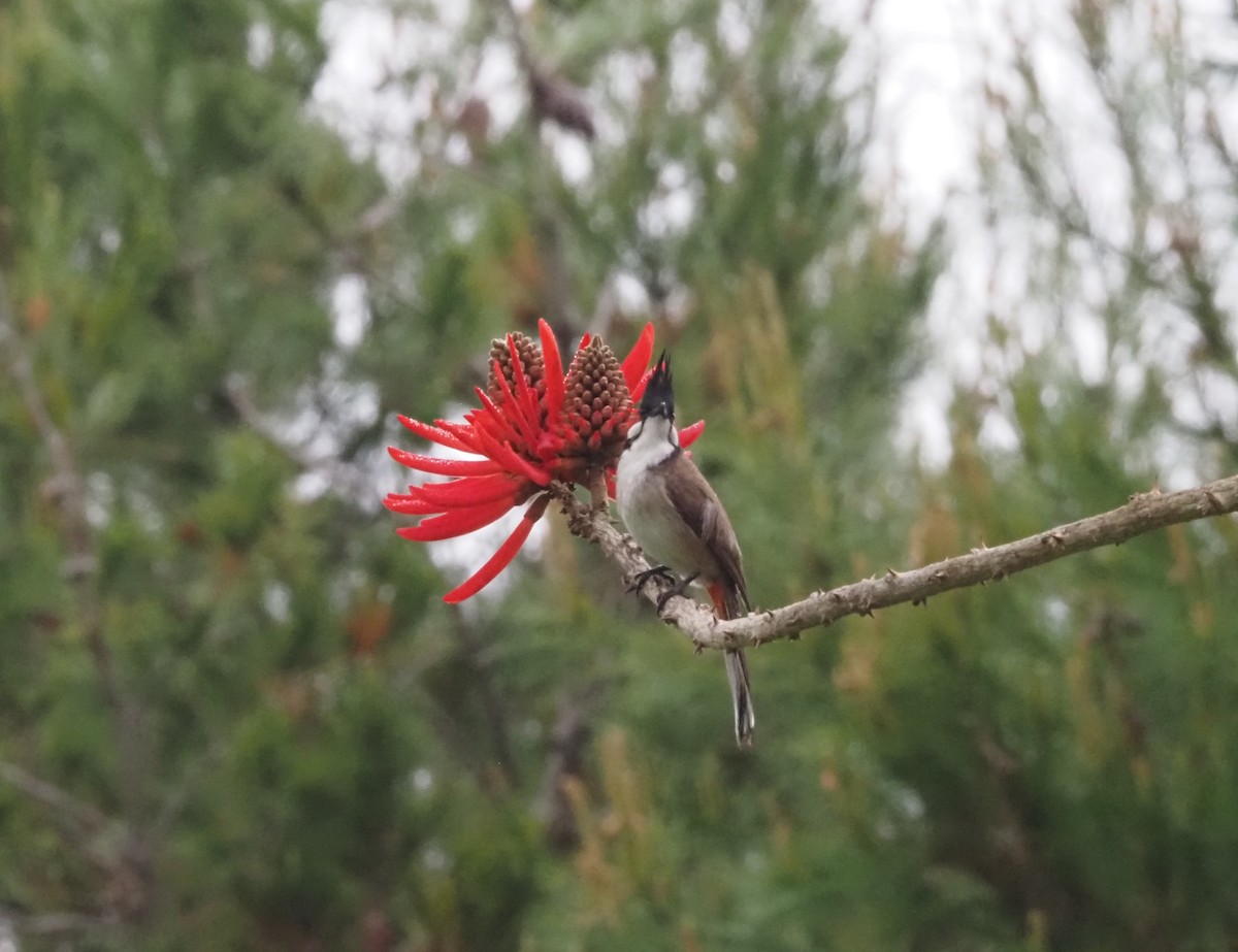 Red-whiskered Bulbul - ML617900246