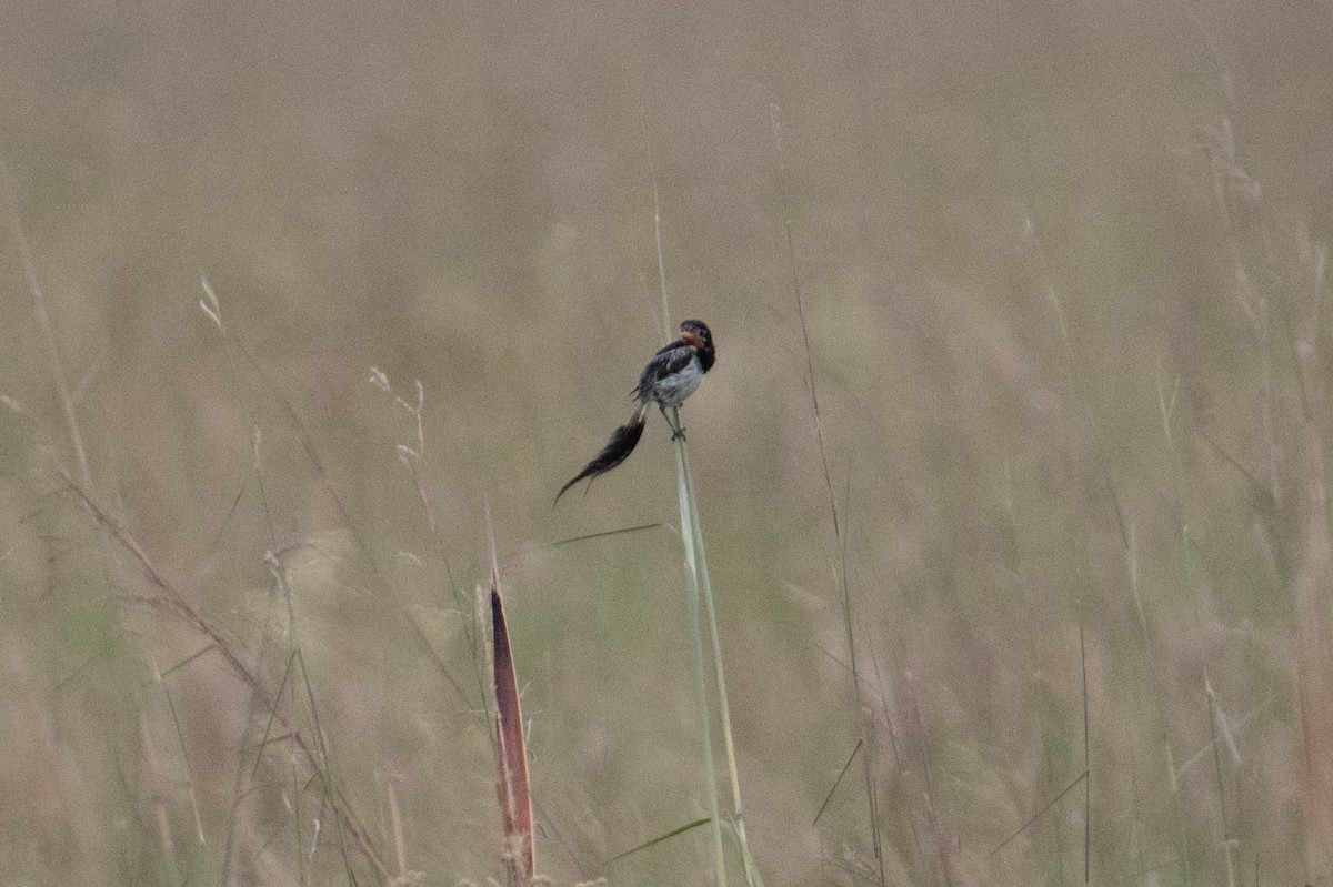 Strange-tailed Tyrant - ML617900247