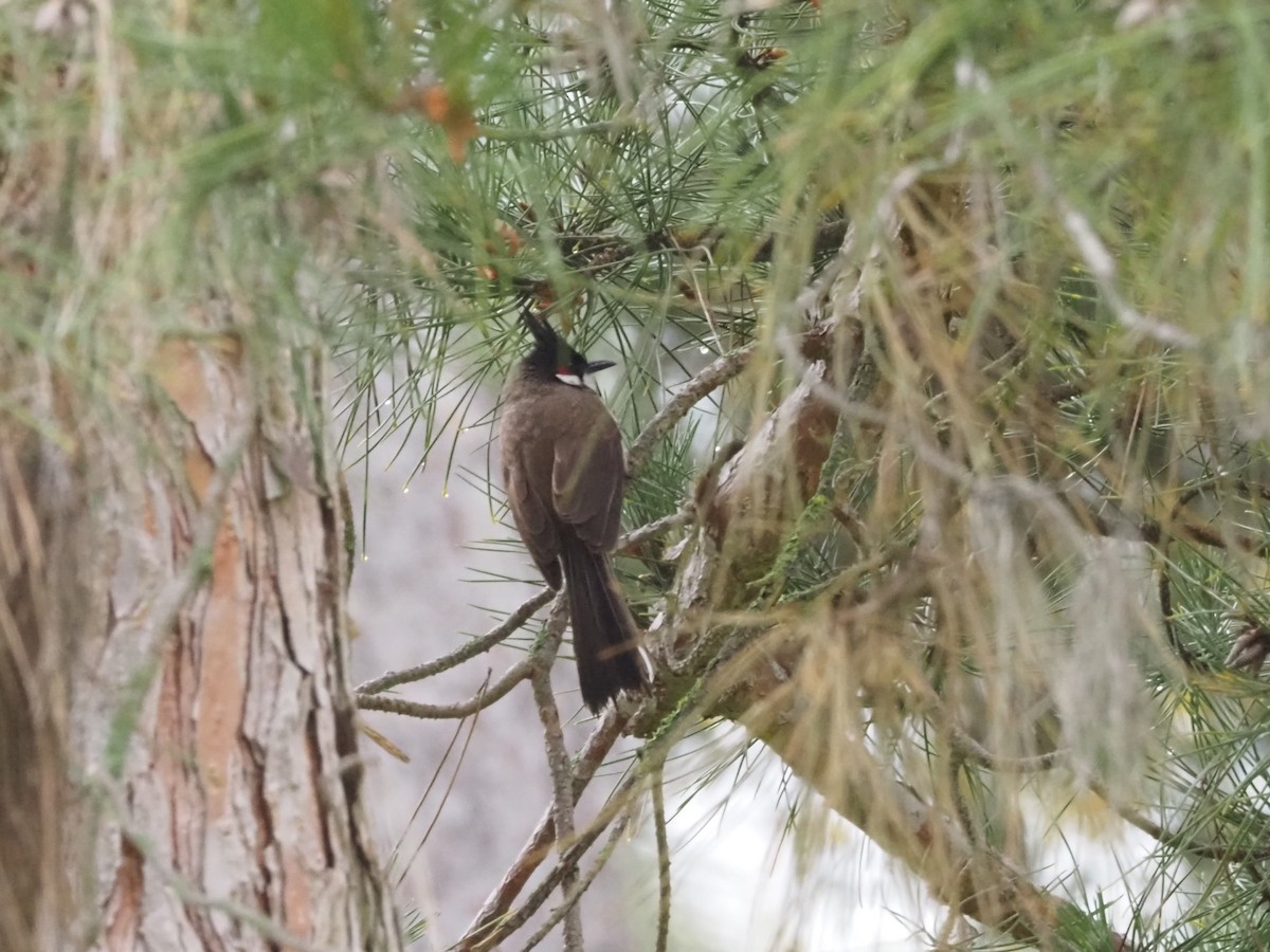 Red-whiskered Bulbul - ML617900248