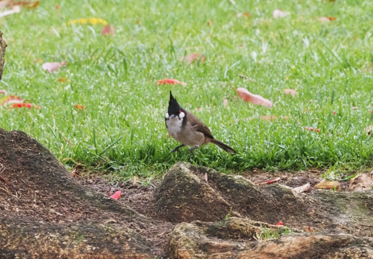 Red-whiskered Bulbul - ML617900249