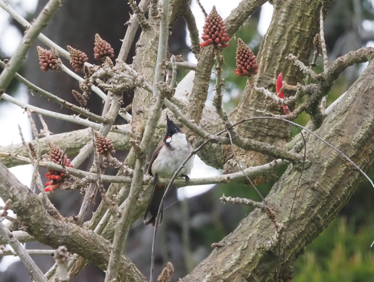 Red-whiskered Bulbul - ML617900250