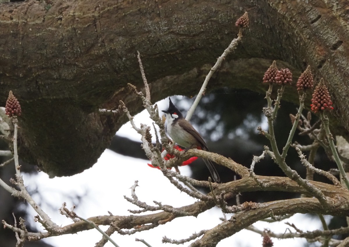 Red-whiskered Bulbul - ML617900251