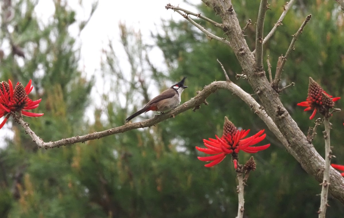 Red-whiskered Bulbul - ML617900252