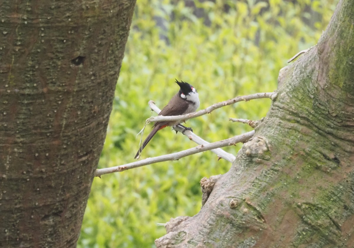 Red-whiskered Bulbul - ML617900253