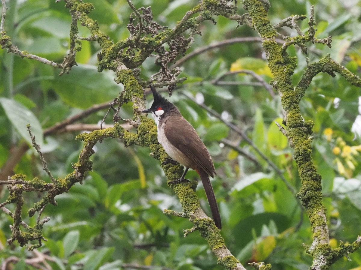 Red-whiskered Bulbul - ML617900254