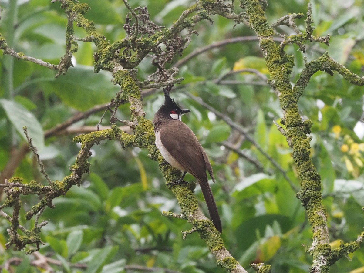 Red-whiskered Bulbul - ML617900256