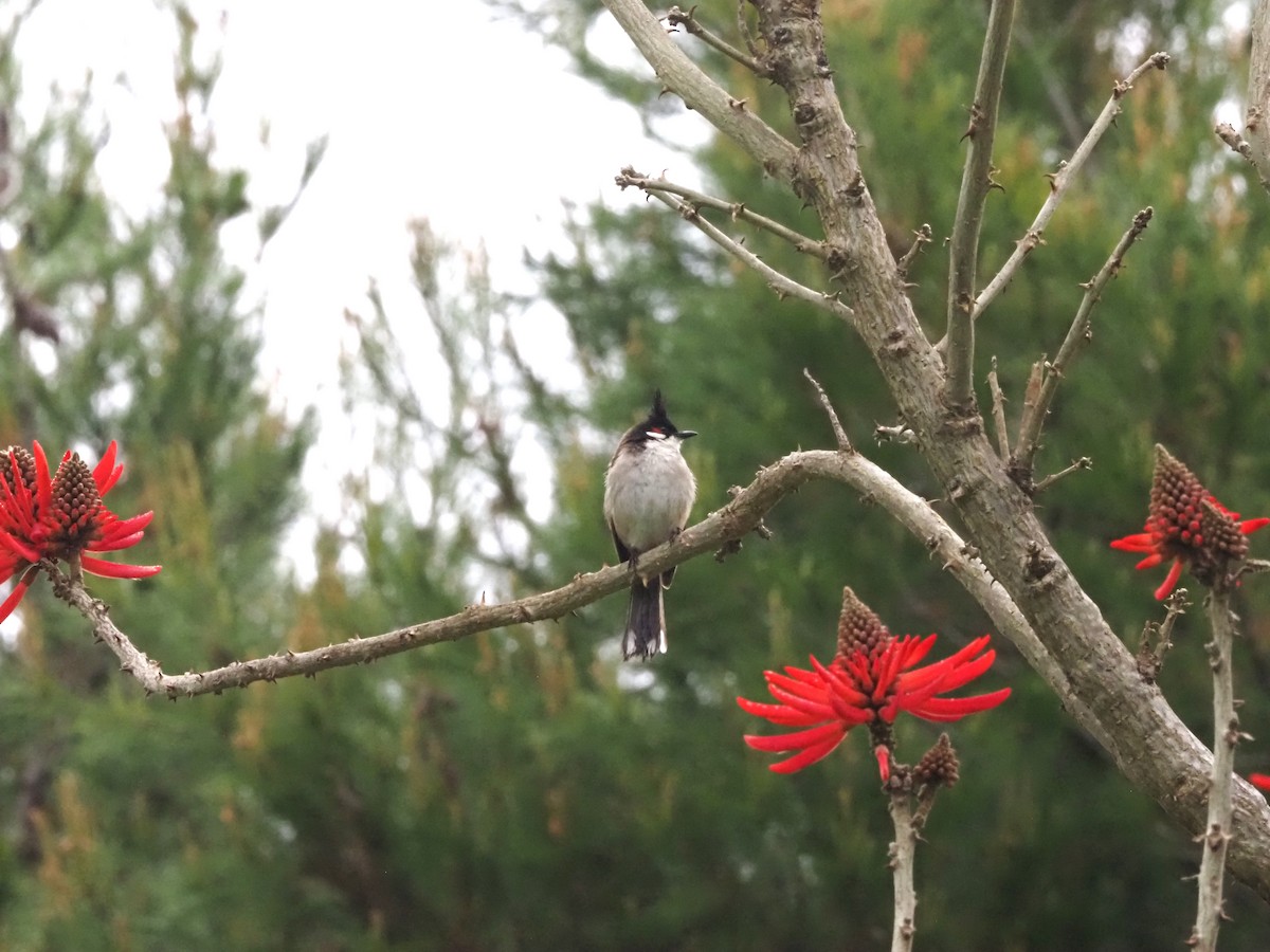 Red-whiskered Bulbul - ML617900257