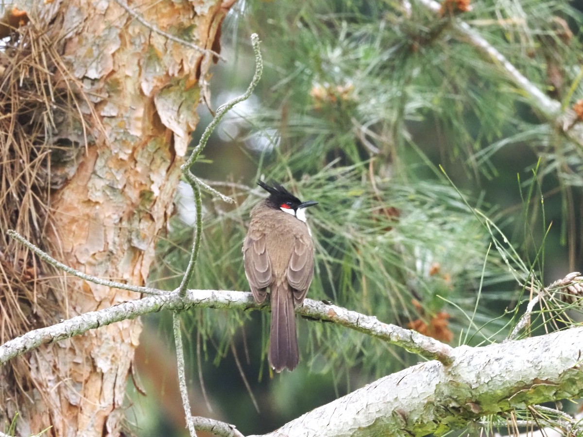 Red-whiskered Bulbul - ML617900258