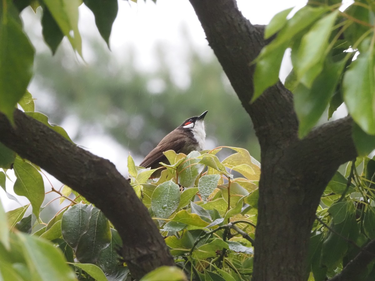 Red-whiskered Bulbul - ML617900262