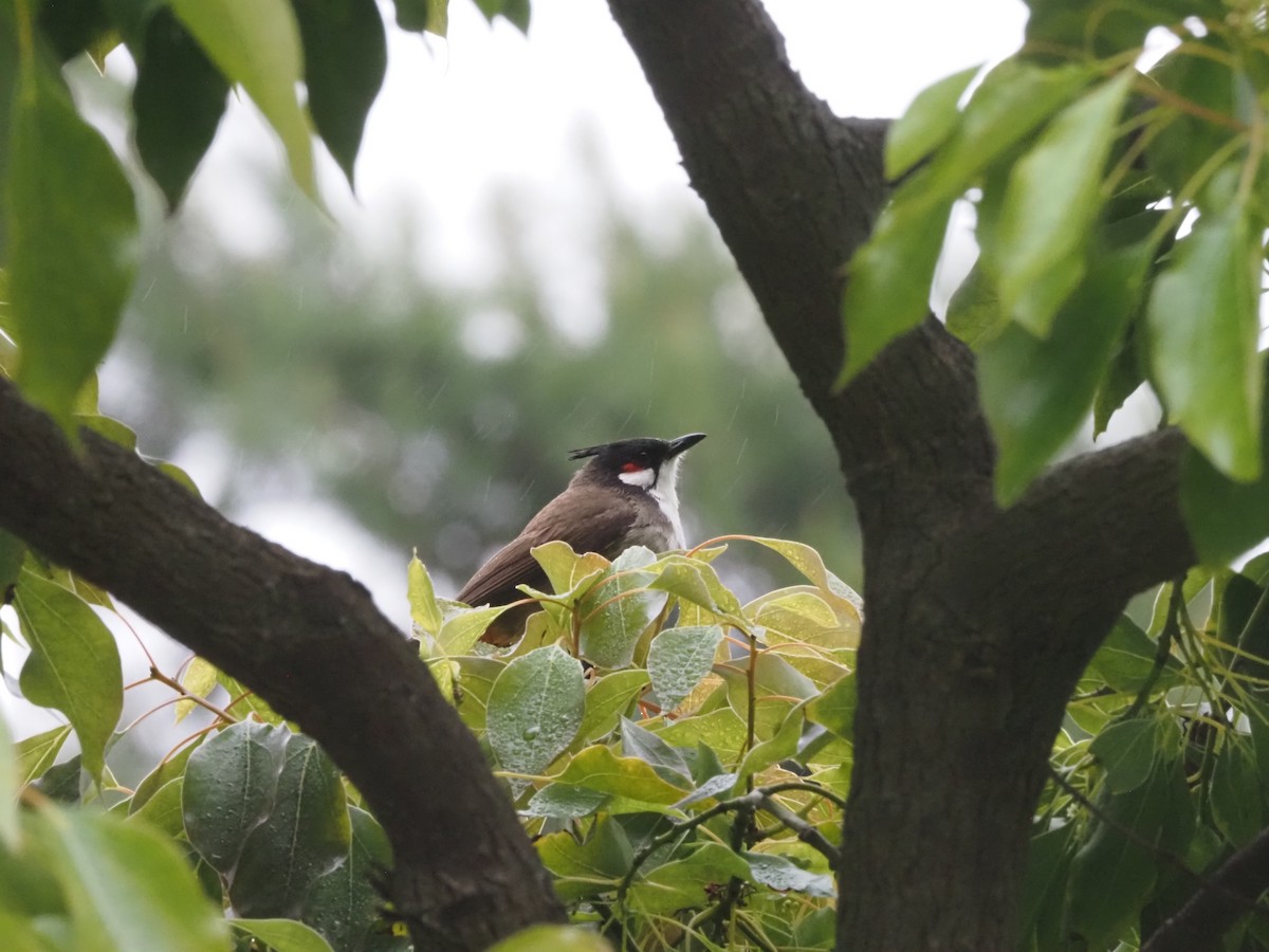 Red-whiskered Bulbul - ML617900263