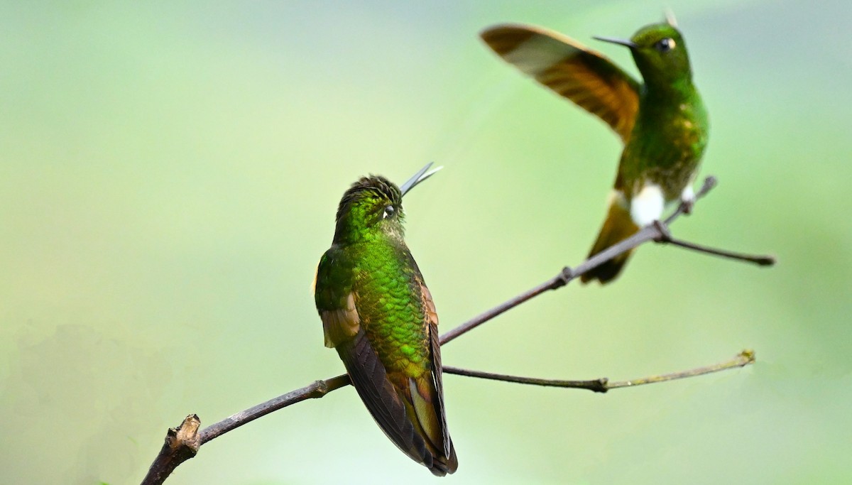 Buff-tailed Coronet - ML617900300