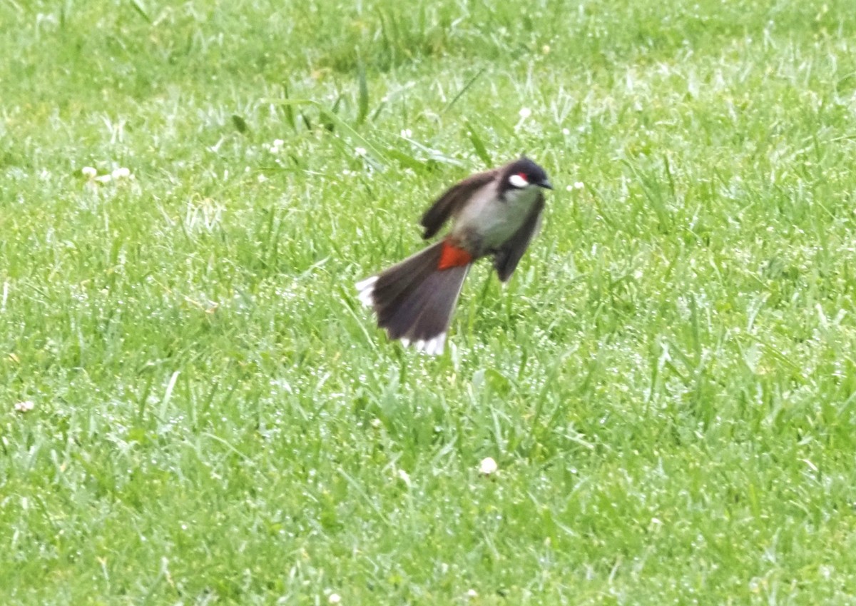 Red-whiskered Bulbul - ML617900308