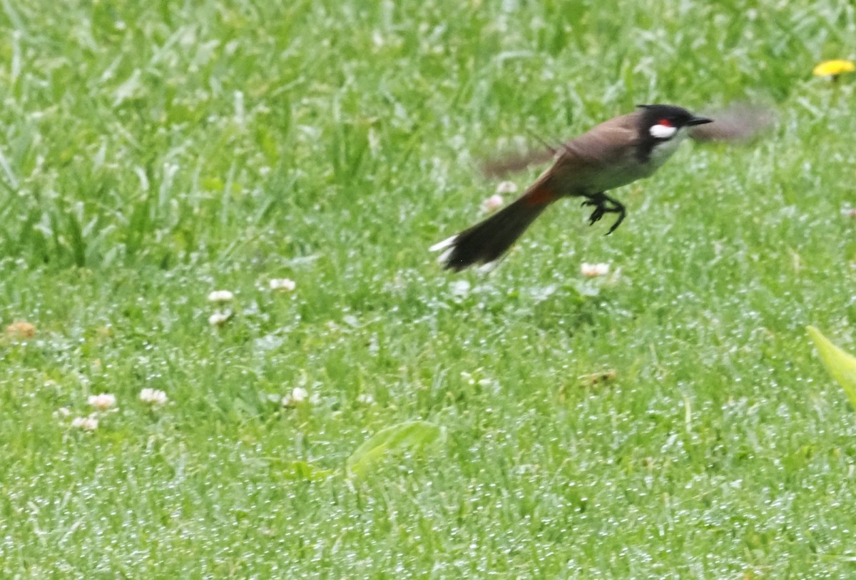 Red-whiskered Bulbul - ML617900309