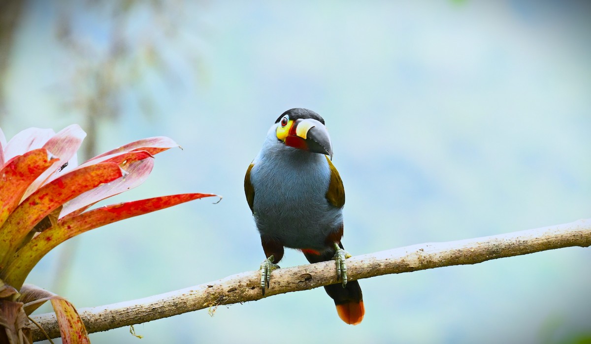 Toucan montagnard - ML617900313