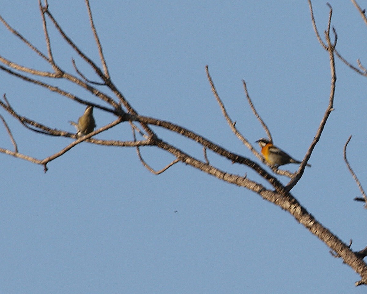 Western Spindalis (Cuban) - Michael Blust