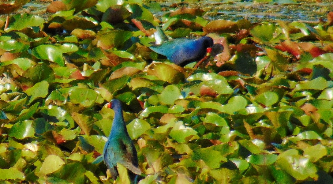 Purple Gallinule - ML617900430