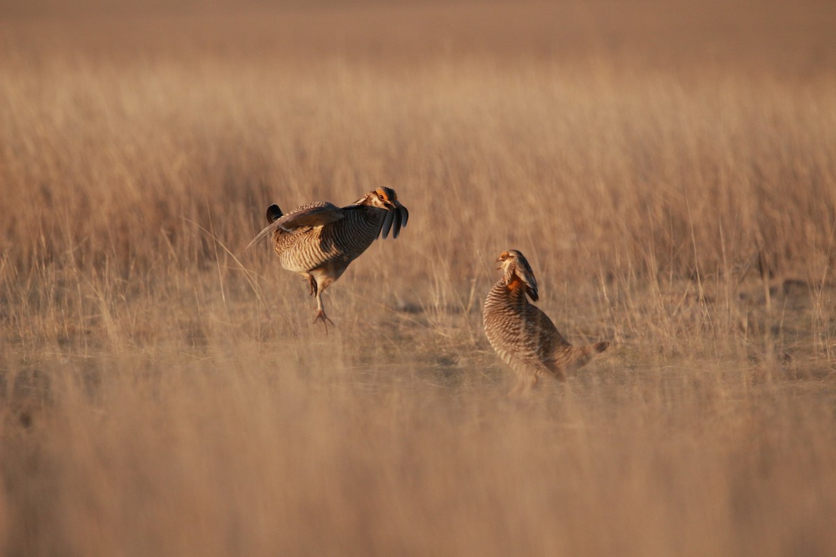 Greater x Lesser Prairie-Chicken (hybrid) - ML617900440