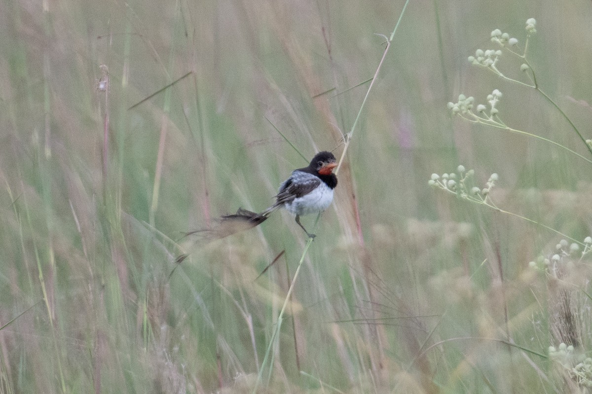 Strange-tailed Tyrant - ML617900500