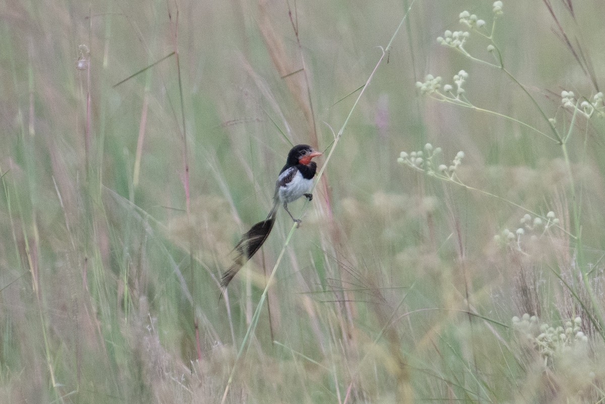 Strange-tailed Tyrant - ML617900507