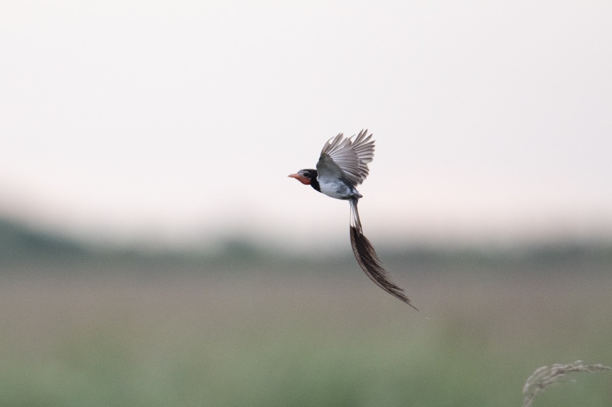 Strange-tailed Tyrant - ML617900526