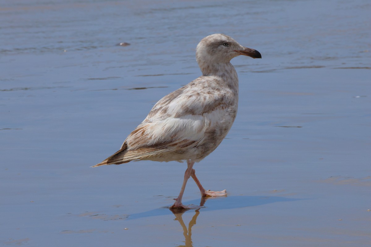 Herring Gull - ML617900527