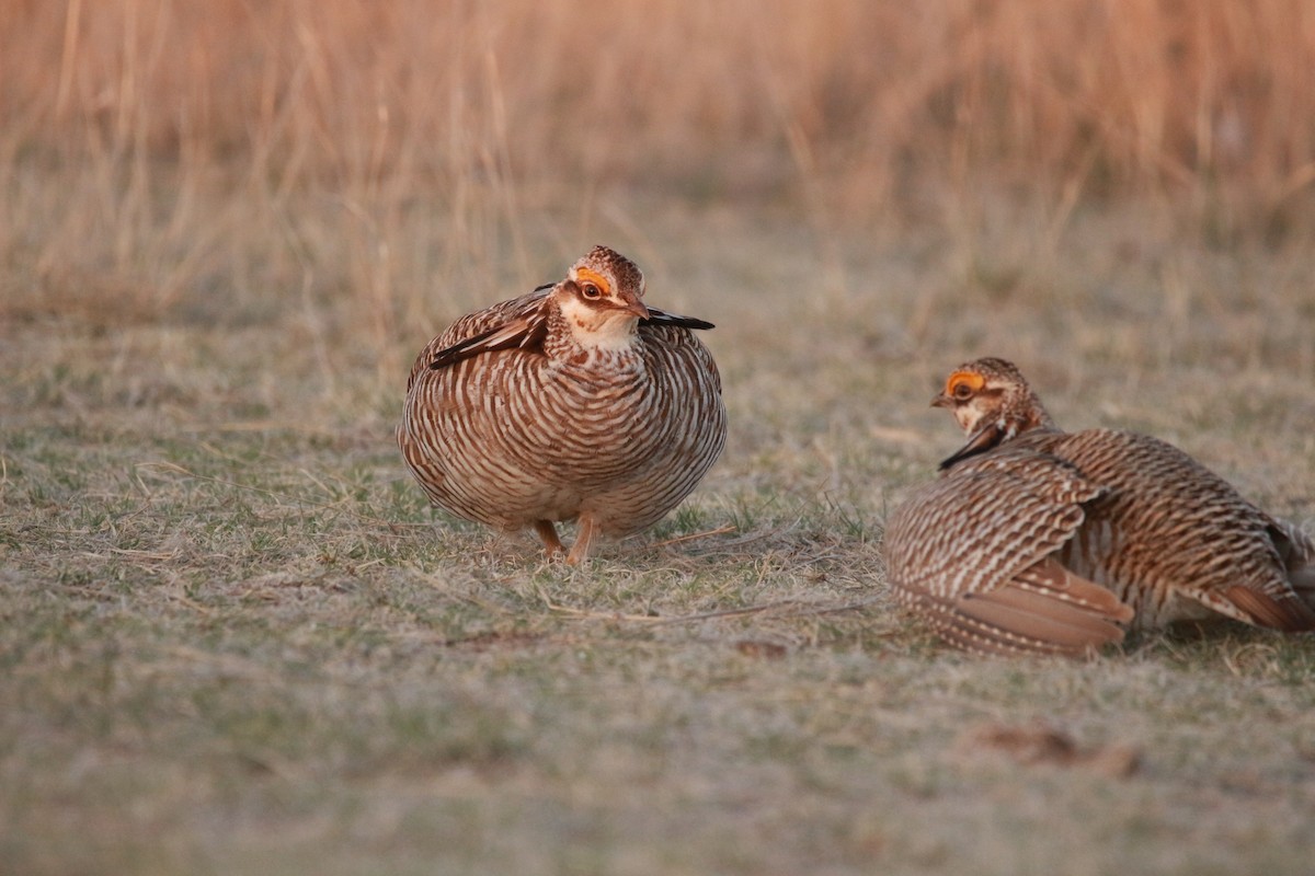 Greater x Lesser Prairie-Chicken (hybrid) - Jesse Pline