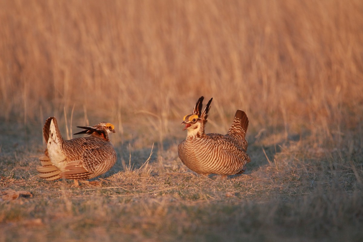 Greater x Lesser Prairie-Chicken (hybrid) - ML617900582