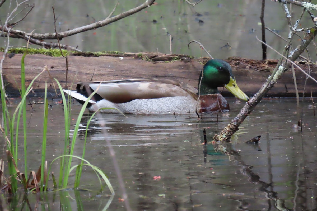 Canard colvert - ML617900583