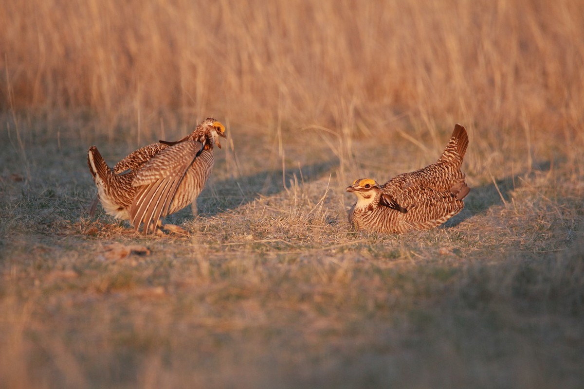 Prärie- x Oklahomapräriehuhn (Hybrid) - ML617900604