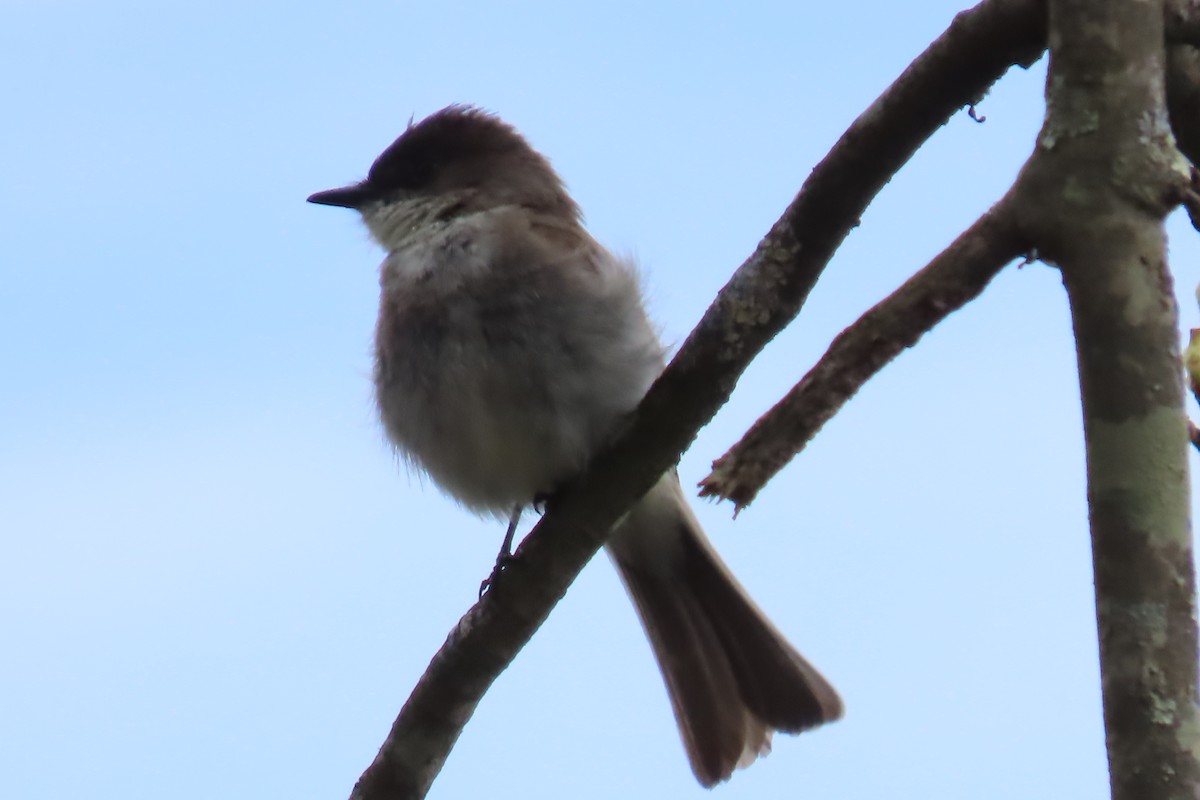 Eastern Phoebe - ML617900610