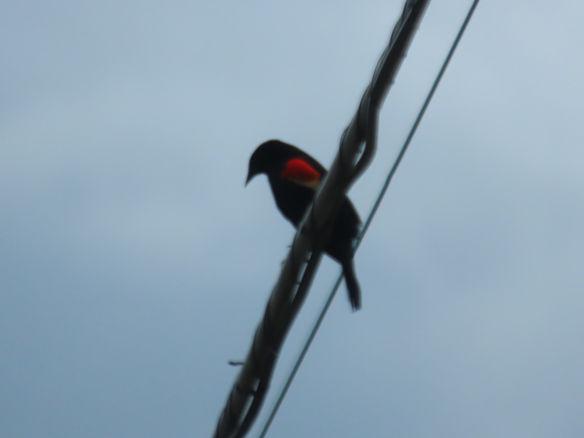 Red-winged Blackbird - ML617900654