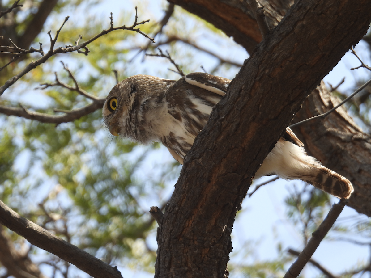 Ferruginous Pygmy-Owl - Jeanette Stone