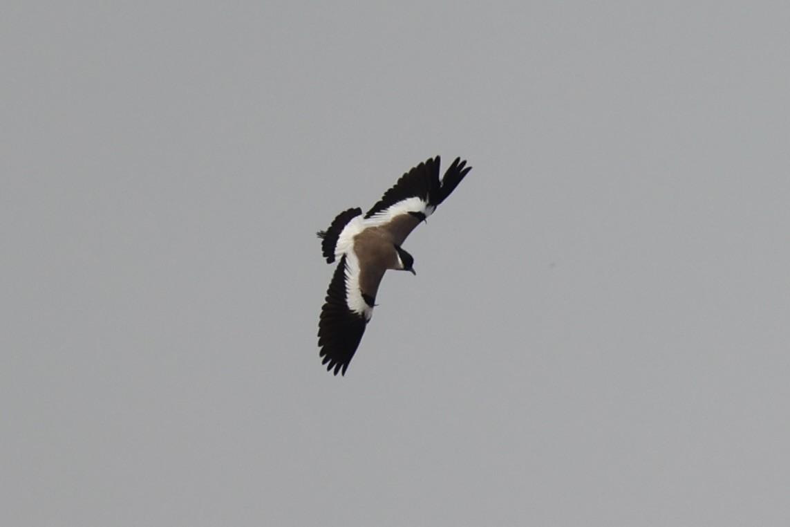 River Lapwing - Andrew William